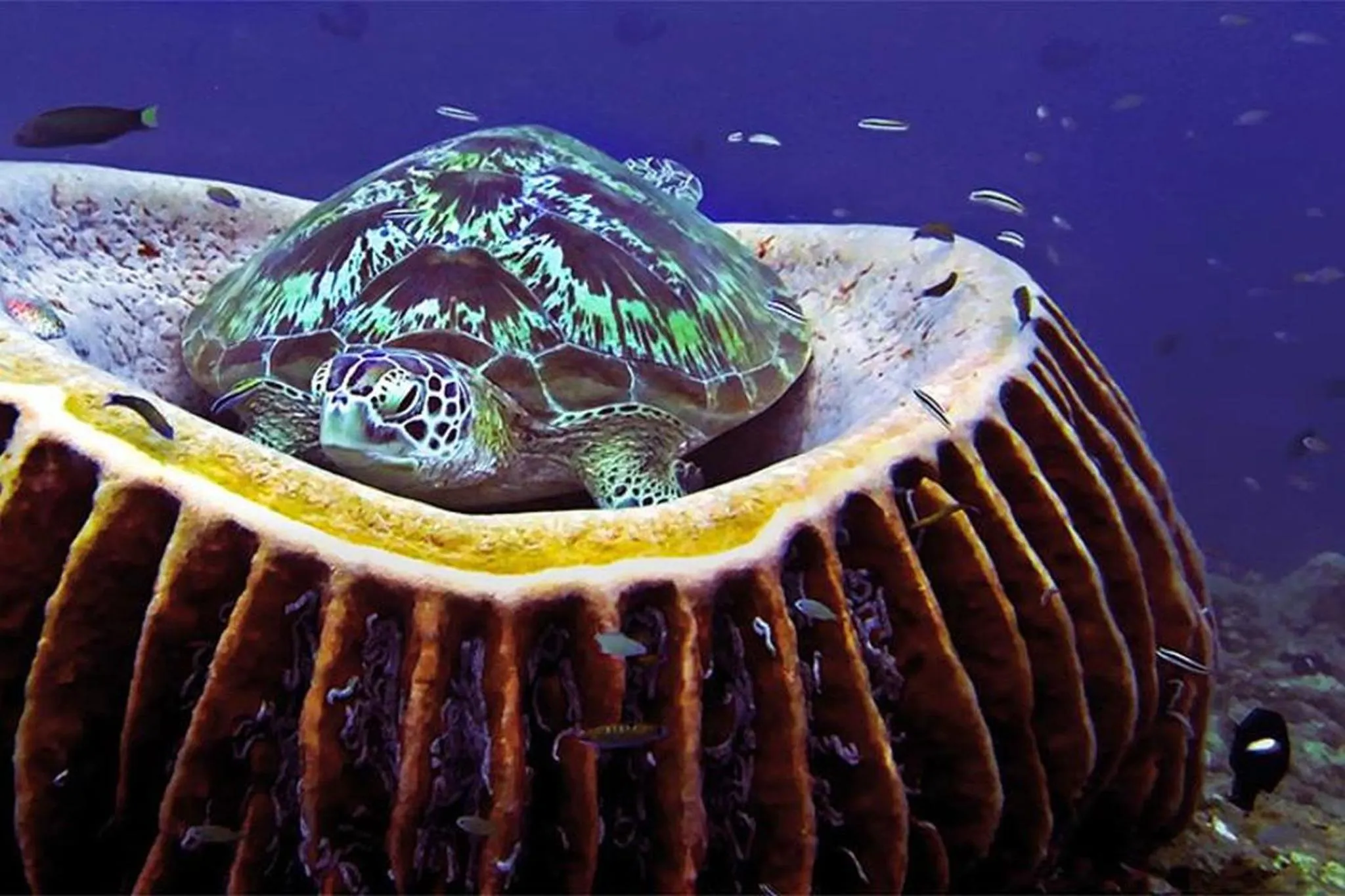 Une tortue marine se repose dans un grand corail.