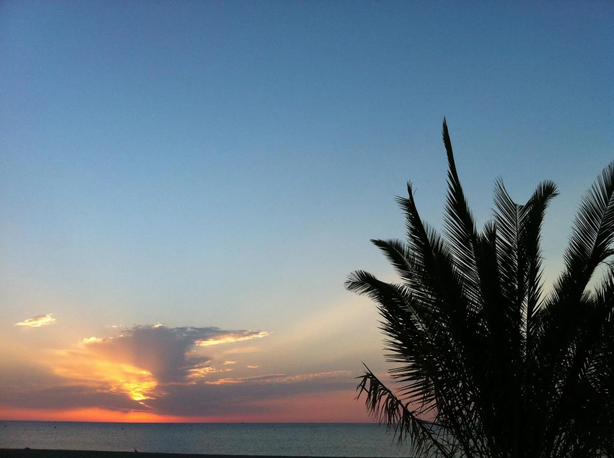 Coucher de soleil sur l'océan avec des palmiers en silhouette.