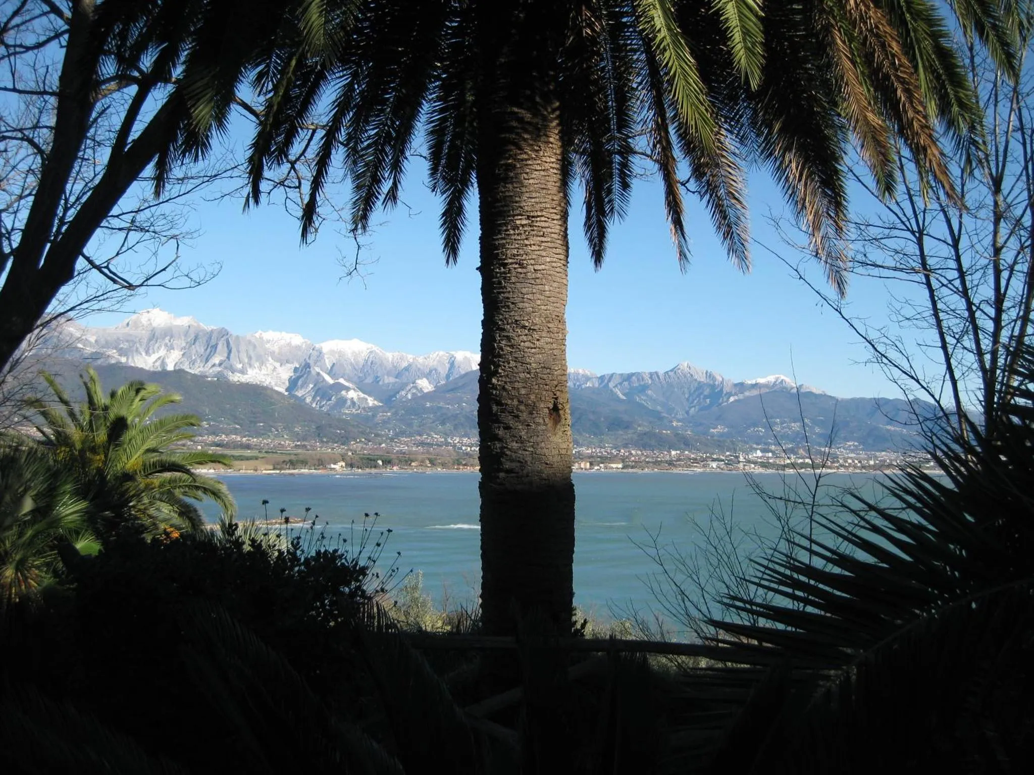 Un palmier se dresse devant une vue sur la mer et des montagnes enneigées.