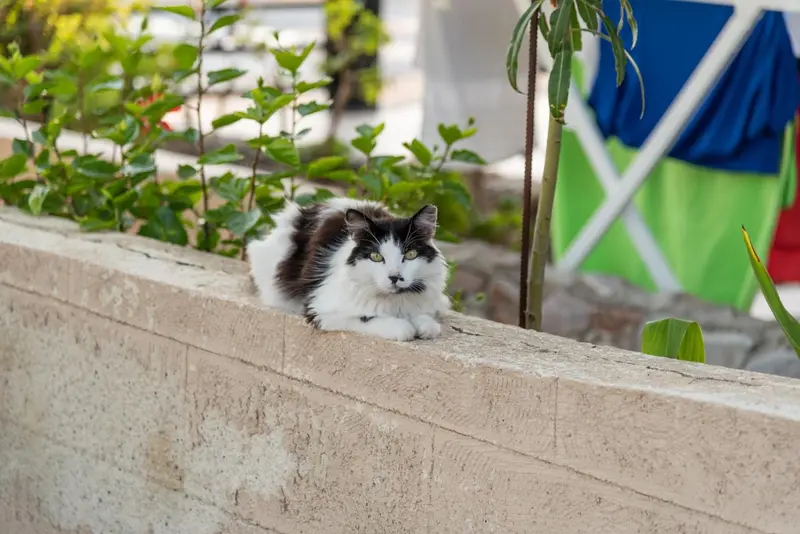 Un chat tigré se repose sur un muret en pierre, entouré de végétation.