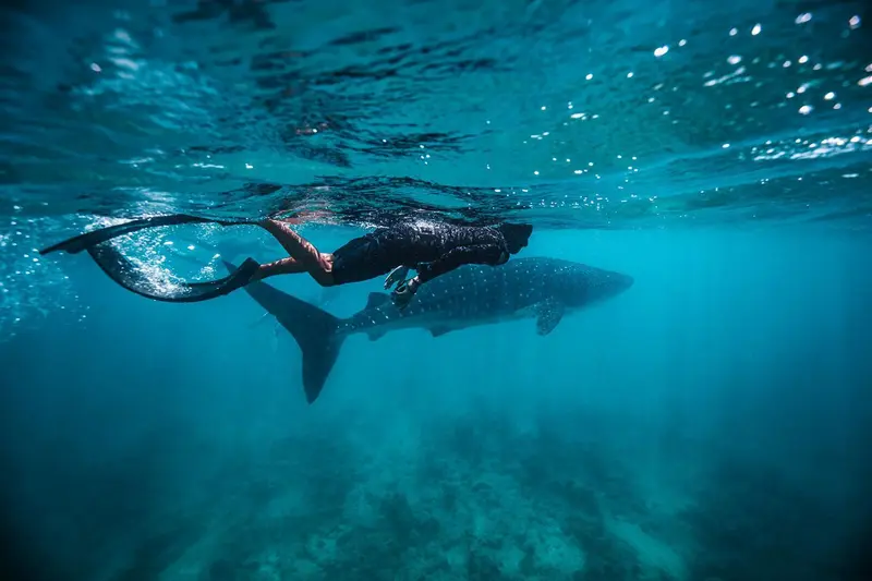 Un nageur observe un requin baleine dans les eaux bleues.
