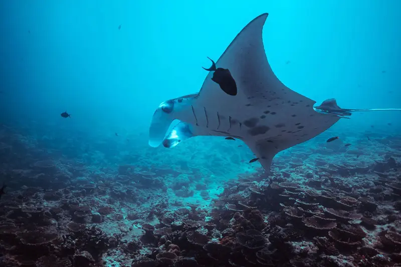 Une raie manta nage au-dessus d'un fond marin corallien.