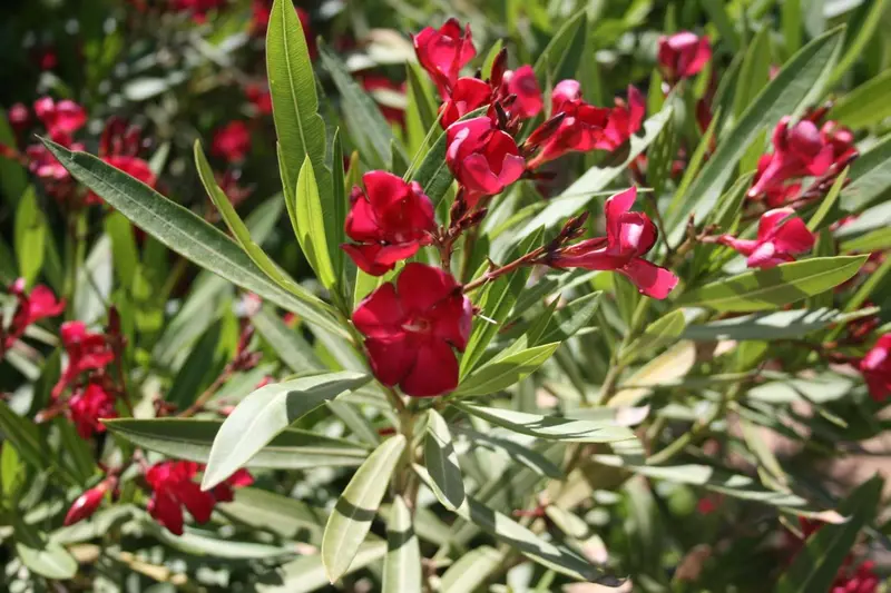 Fleurs rouges et feuilles vertes d'un arbuste ensoleillé.