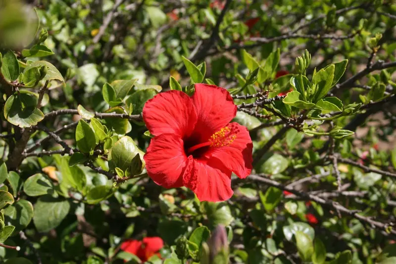 Fleur rouge d'hibiscus en pleine floraison sur une branche verte.