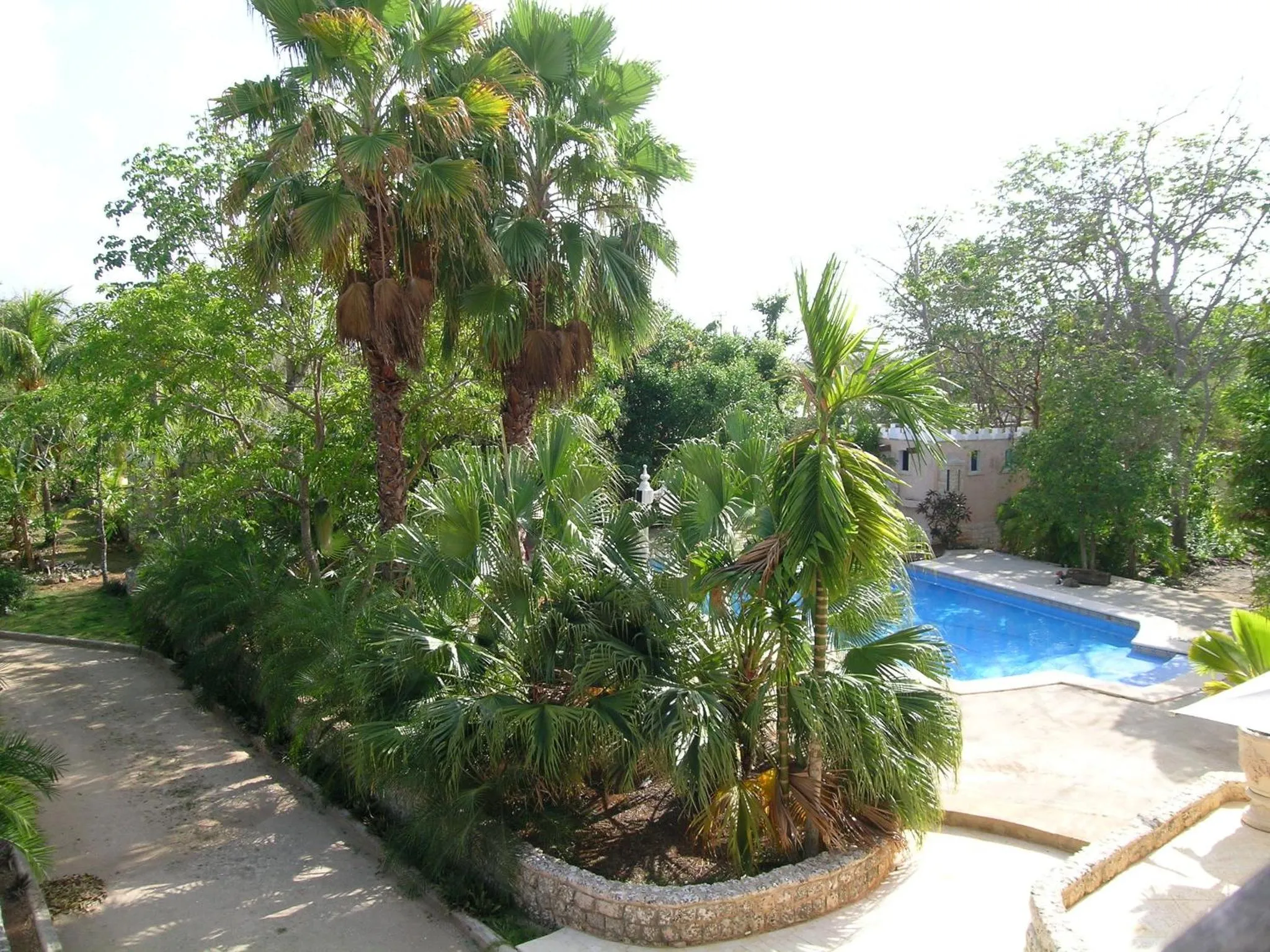 Une piscine rectangulaire bordée d'une terrasse ensoleillée, entourée de végétation luxuriante et de palmiers.