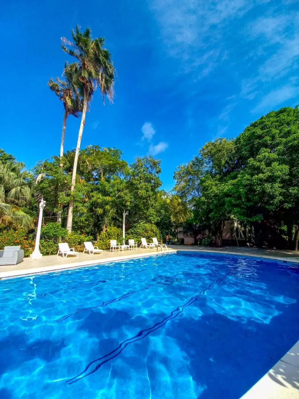 Transats alignés au bord d'une piscine ensoleillée, entourée de végétation luxuriante.