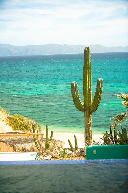 Un cactus géant se dresse devant une mer turquoise et des montagnes lointaines.