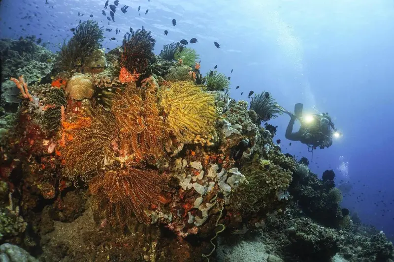 Un récif corallien coloré abrite une faune marine abondante.