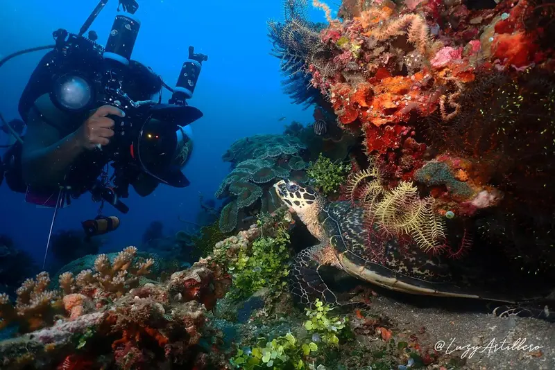 Un plongeur explore un récif corallien coloré avec une tortue marine.
