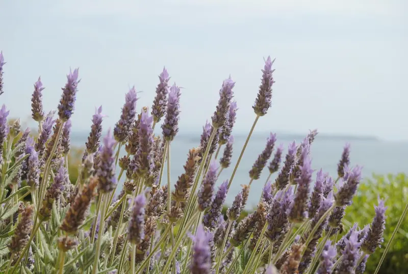 Champ de lavande en fleurs avec vue sur la mer au loin.