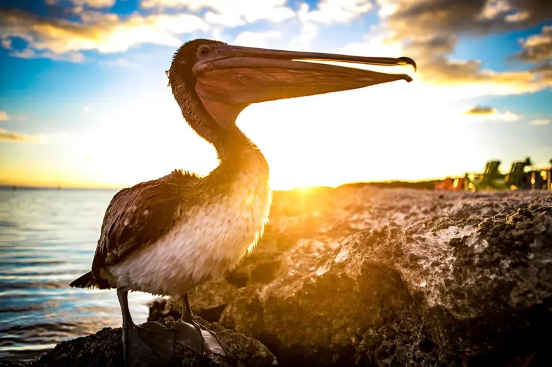 Un pélican se tient sur un rocher au coucher du soleil.
