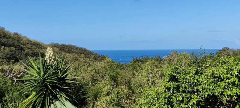 Vue sur la mer depuis une colline verdoyante.