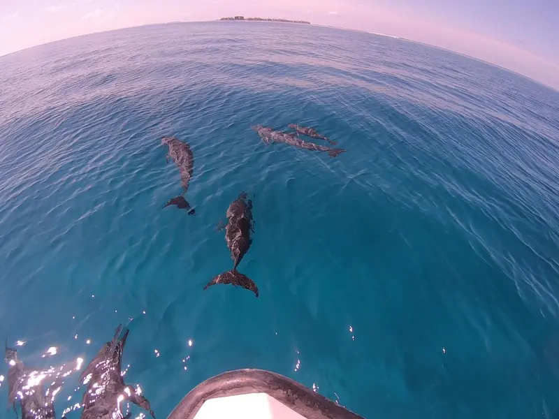 Des dauphins nagent près d'un bateau en mer.
