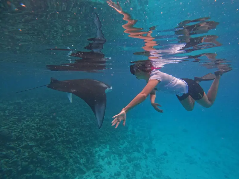 Nageur observant des raies dans une eau turquoise.
