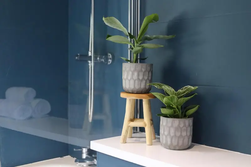 Une plante verte orne un meuble dans une salle de bain.