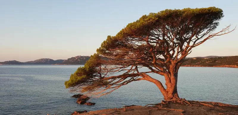 Un arbre au feuillage dense se penche vers la mer sous un ciel crépusculaire.