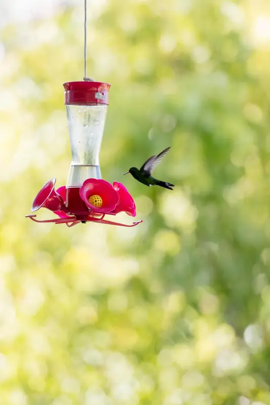 Un oiseau se nourrit à un distributeur de nectar suspendu dans un jardin.