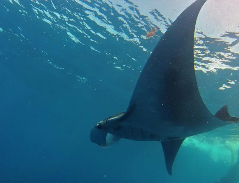 Une raie manta nage dans une eau claire et bleue.