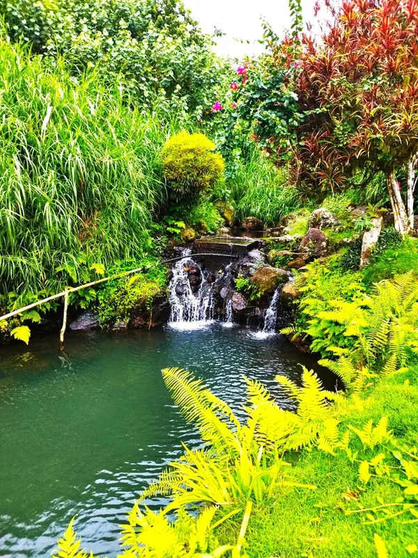 Une cascade alimente un bassin entouré d'une végétation luxuriante.