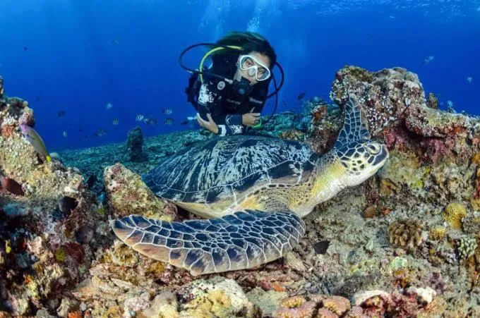 Une tortue marine nage avec un plongeur au milieu d'un récif corallien.