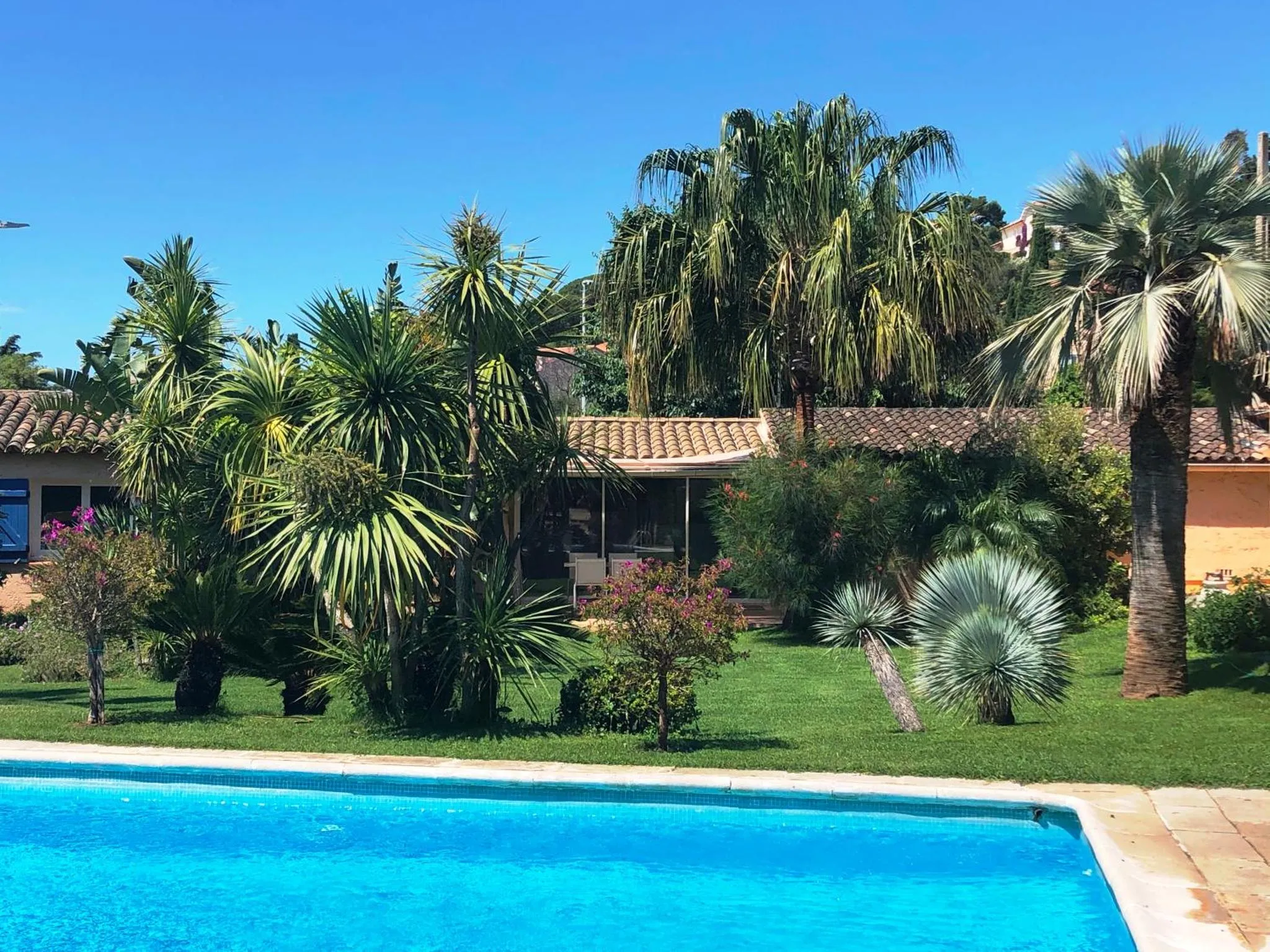 Une piscine turquoise bordée d'une pelouse verte et de palmiers.