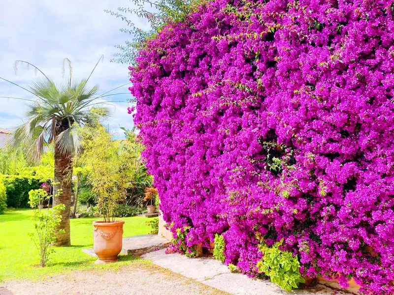 Un jardin verdoyant orné de bougainvillées fuchsia et d'un palmier.