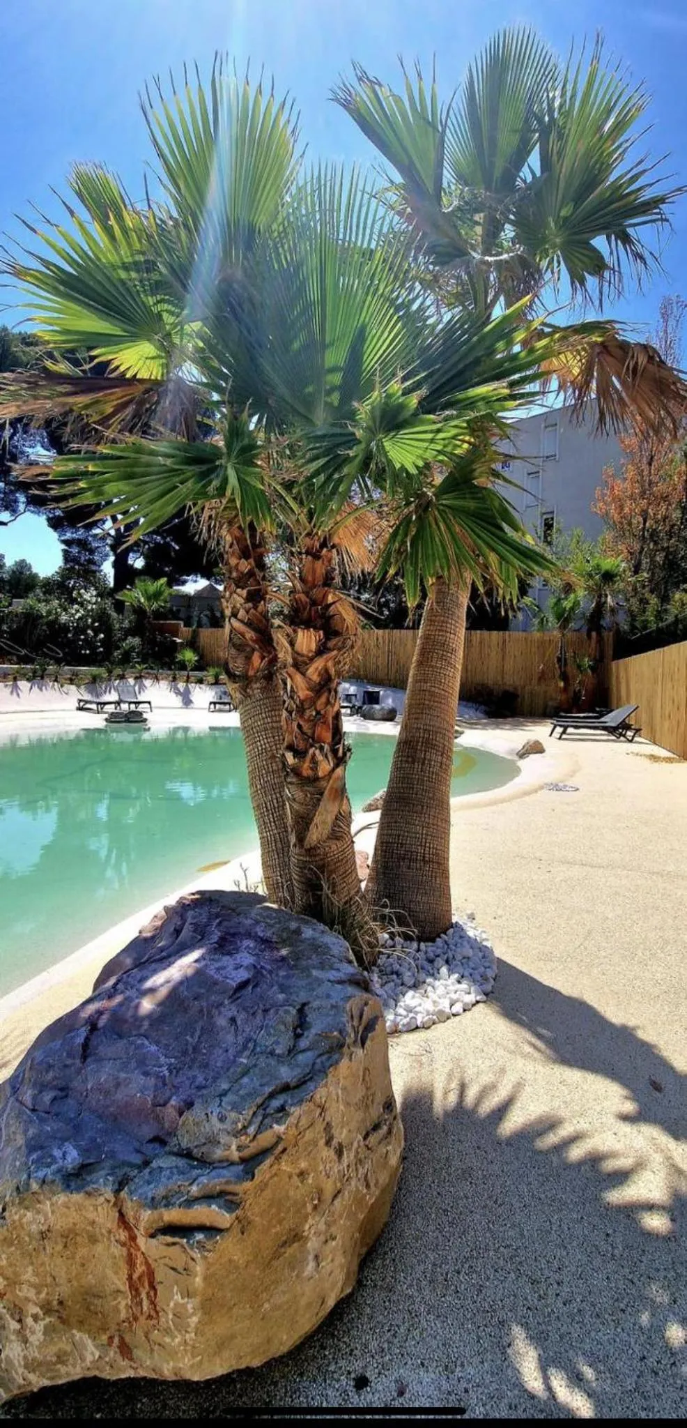 Palmiers et rochers bordent une piscine ensoleillée.