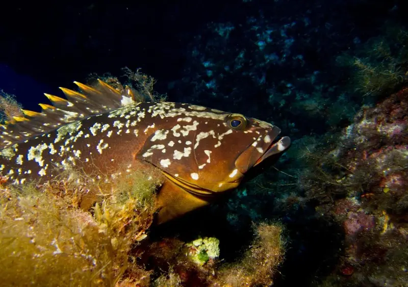 Un gros poisson tacheté se repose près d'un récif corallien.