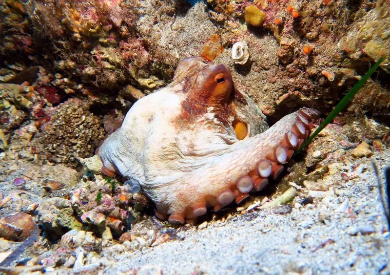 Un poulpe se camoufle sur un fond rocheux et sablonneux.