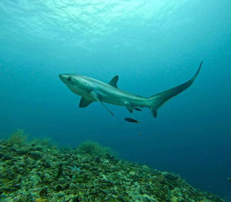 Un requin nage au-dessus d'un fond rocheux sous-marin.