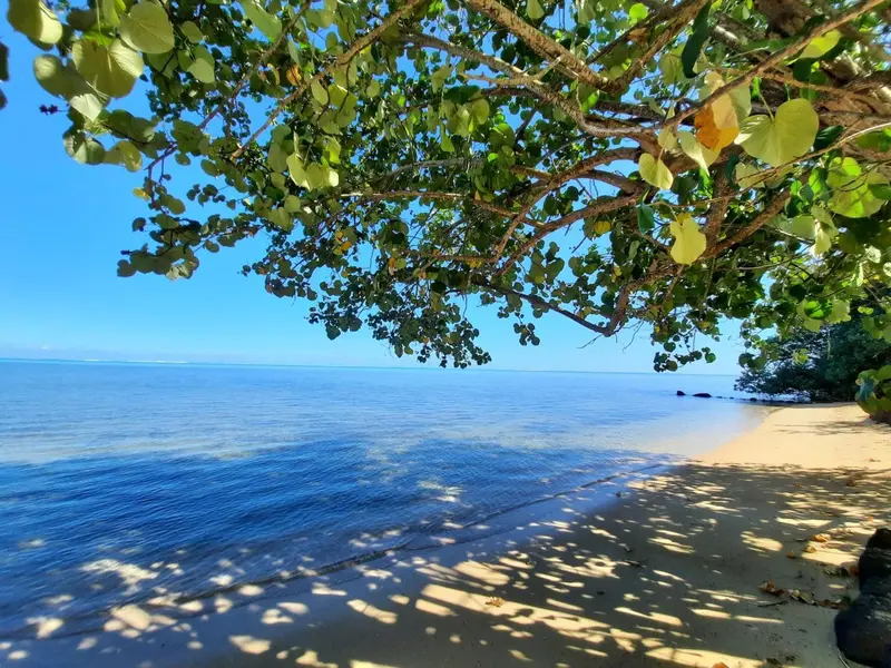 Une plage de sable fin bordée d'eau turquoise sous un ciel bleu clair et l'ombre d'un arbre.