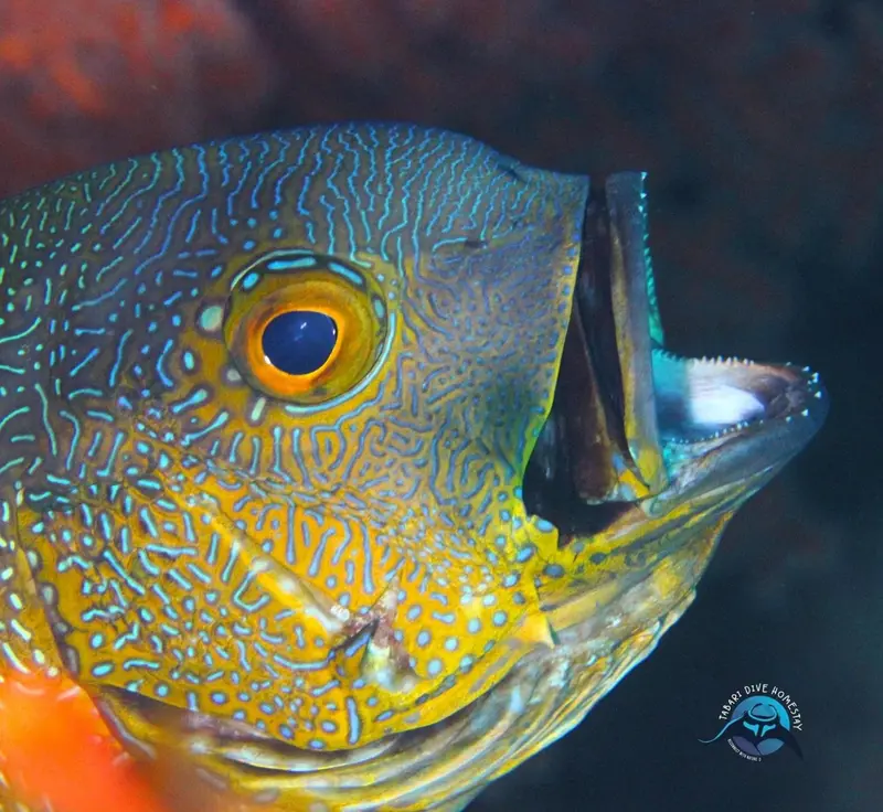 Gros plan sur la tête d'un poisson coloré dans un environnement sous-marin.