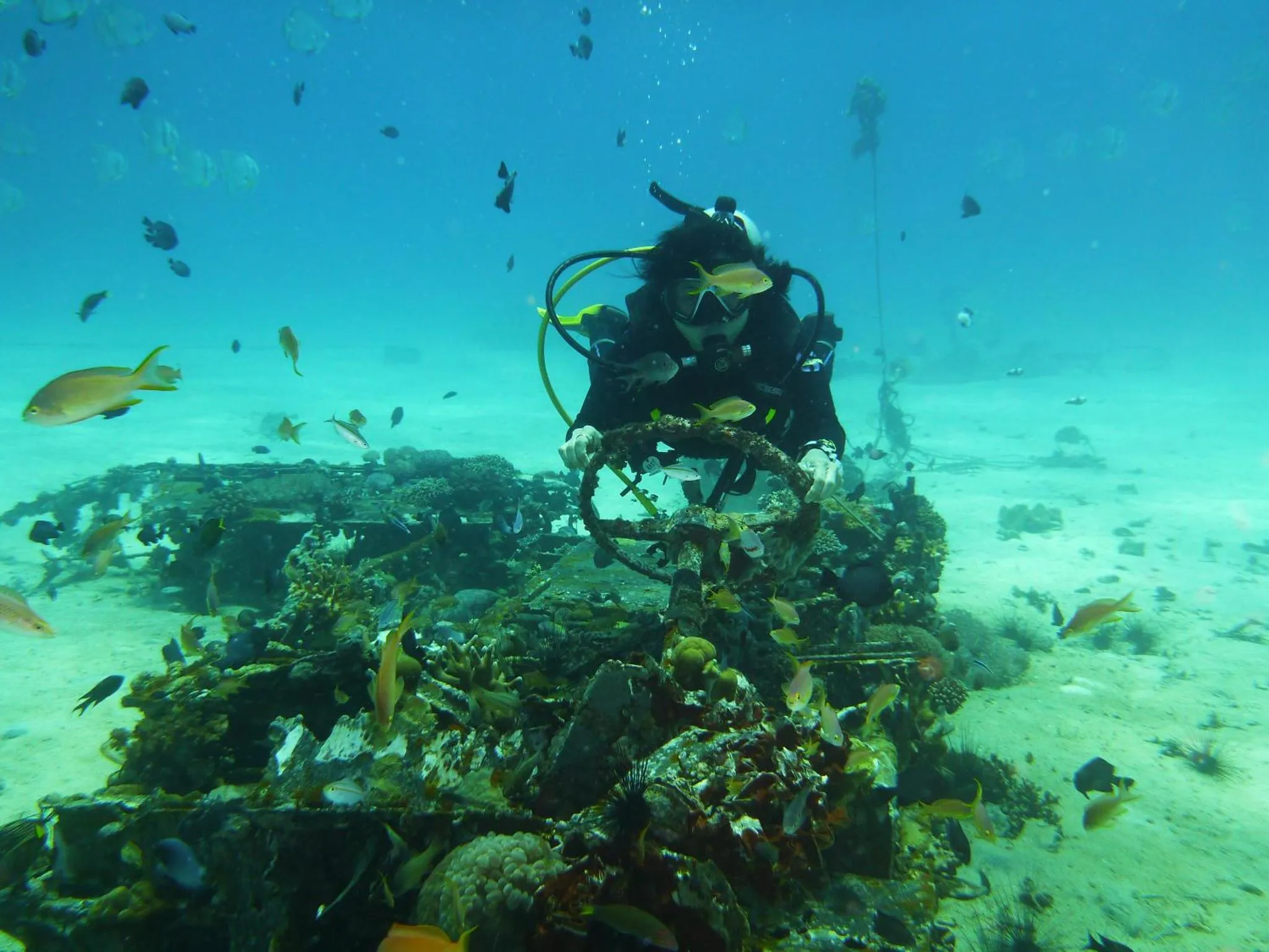 Un plongeur explore un récif corallien avec de nombreux poissons colorés.