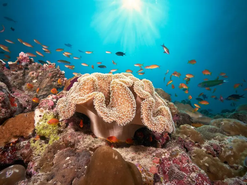 Rayons de soleil illuminent un récif corallien peuplé de poissons colorés.