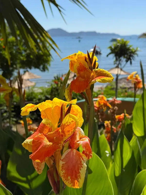 Fleurs tropicales en premier plan avec vue sur la mer et des parasols au loin.