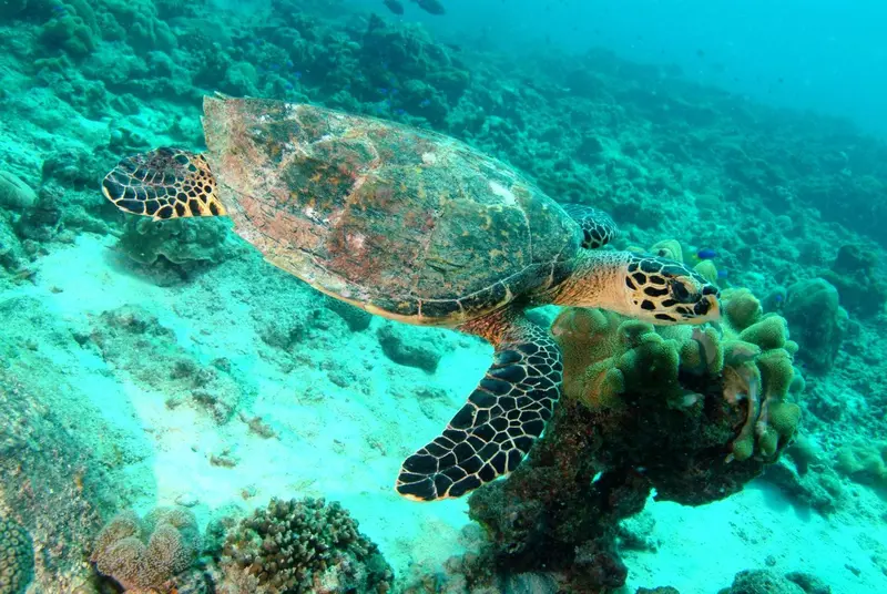 Une tortue marine nage au-dessus d'un récif corallien.