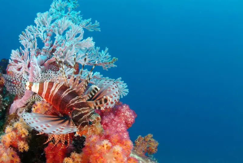 Un poisson-lion se repose sur un récif corallien coloré.