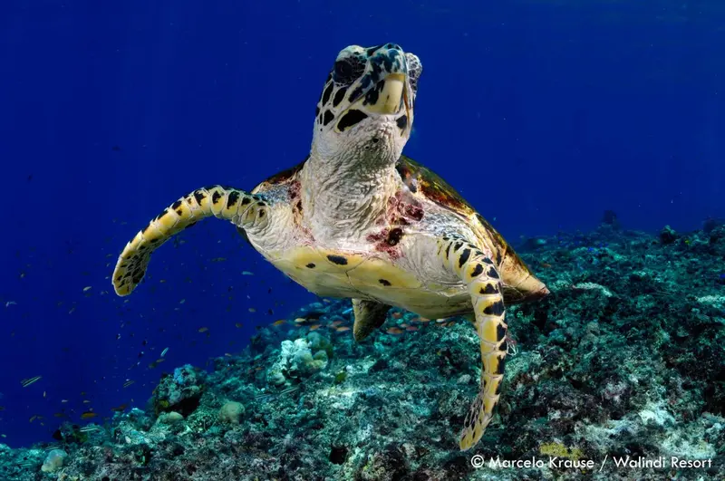 Une tortue marine nage au-dessus d'un récif corallien.