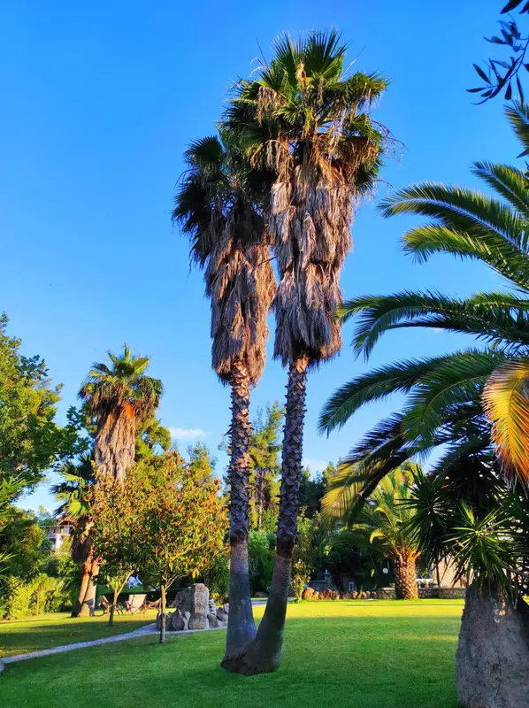 Palmiers se dressant au milieu d'une pelouse verdoyante sous un ciel bleu.
