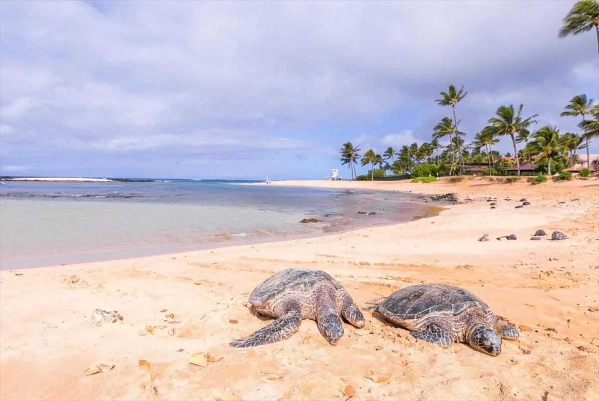 Deux tortues de mer se reposent sur une plage de sable fin bordée de palmiers.