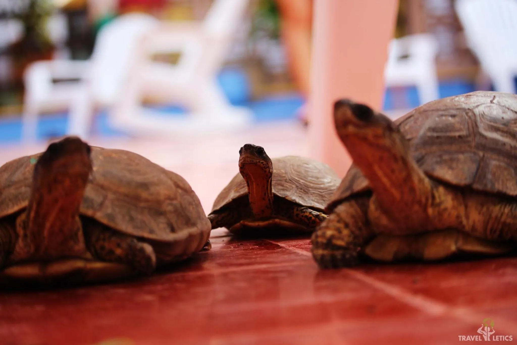 Des tortues terrestres se reposent sur un sol carrelé.