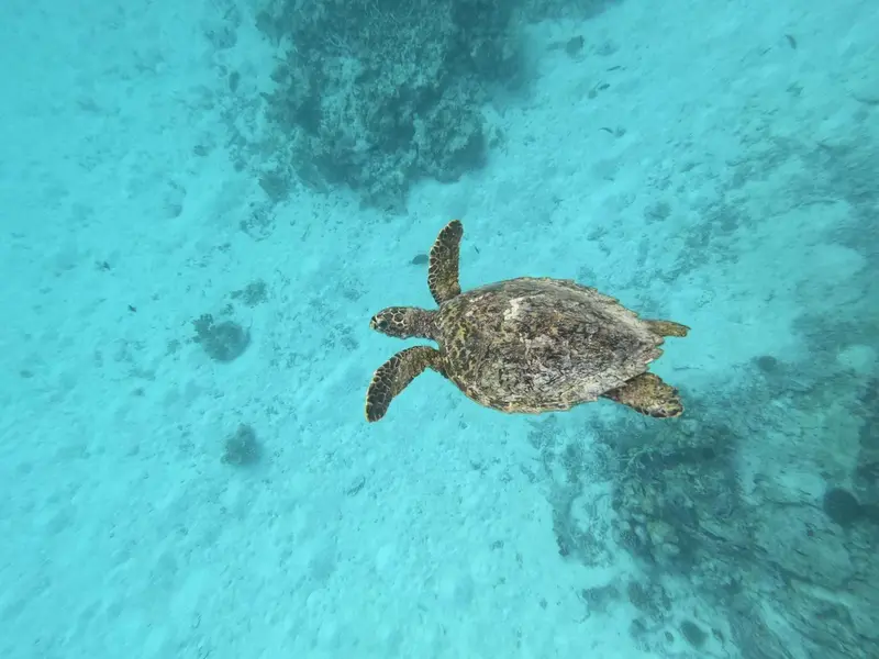 Une tortue marine nage dans une eau turquoise claire.
