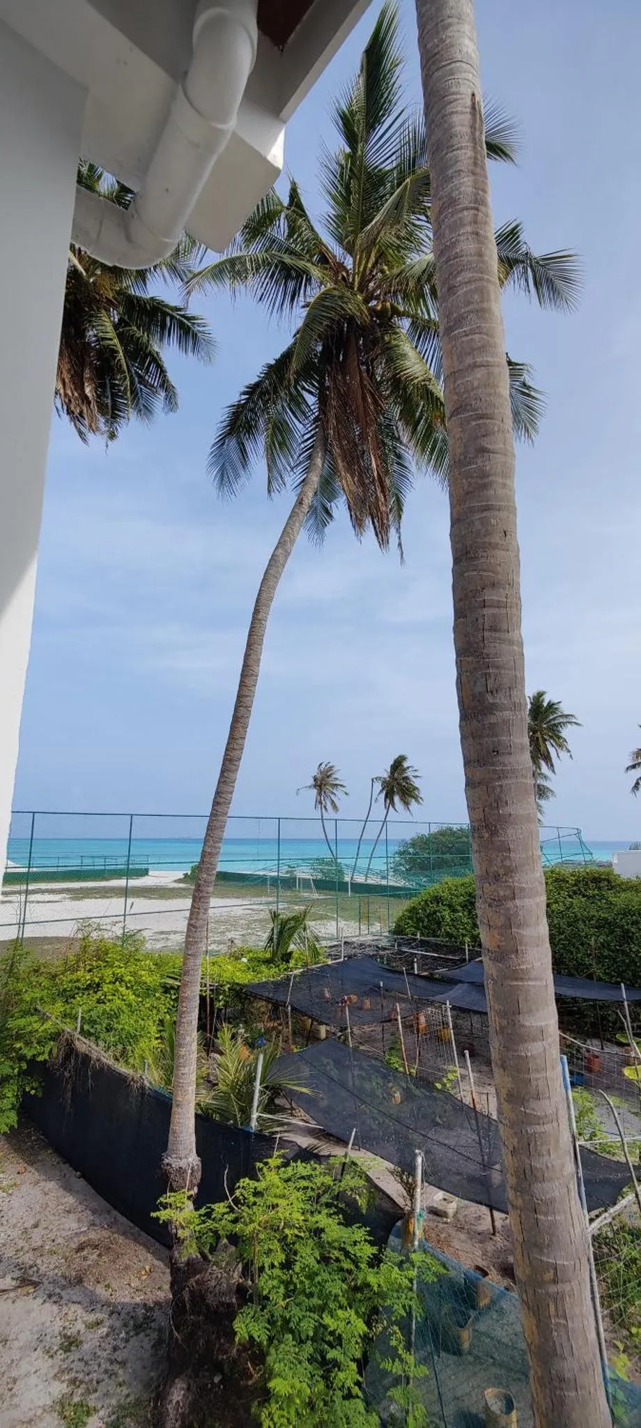 Palmiers se penchant vers une plage de sable fin et une mer turquoise.