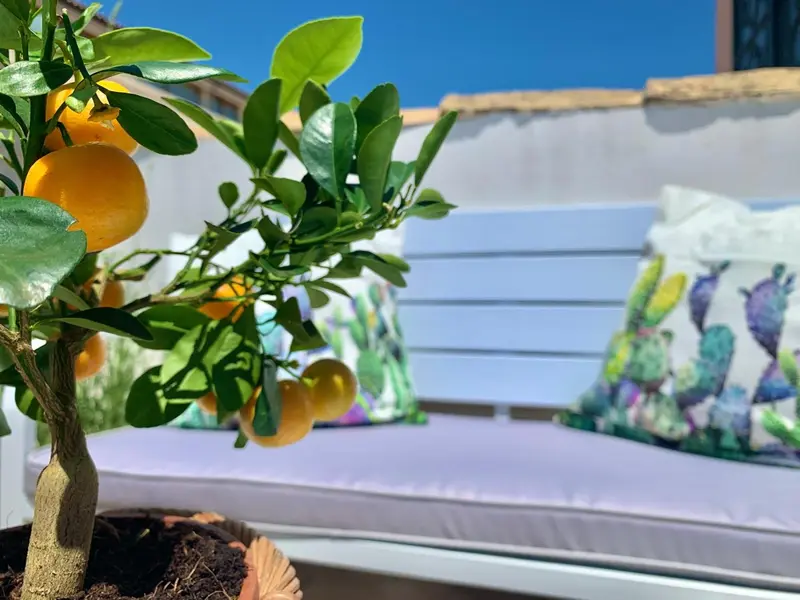 Un oranger en pot fleurit sur une terrasse avec des coussins colorés.