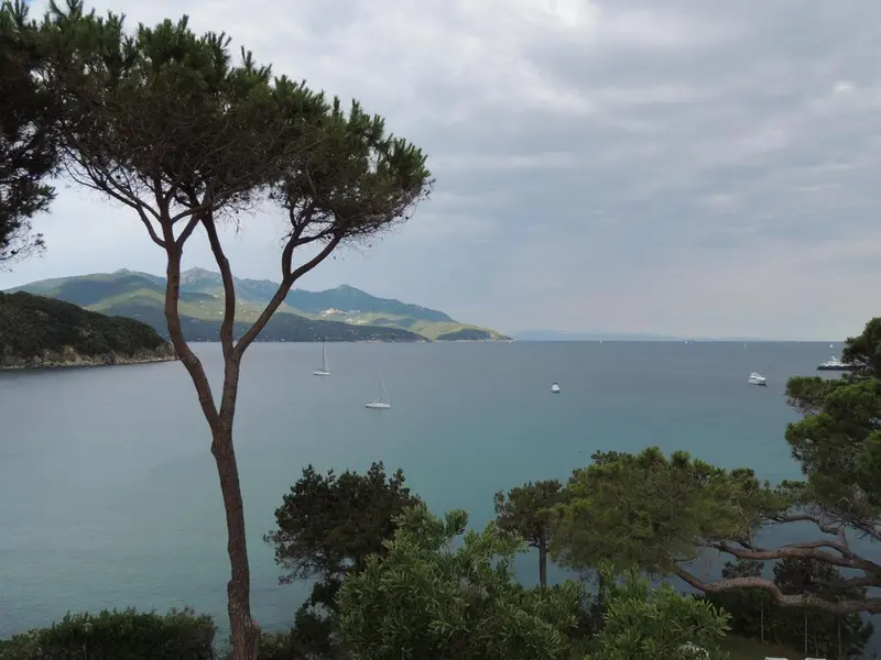 Vue sur une baie avec des pins au premier plan et des bateaux à voile.