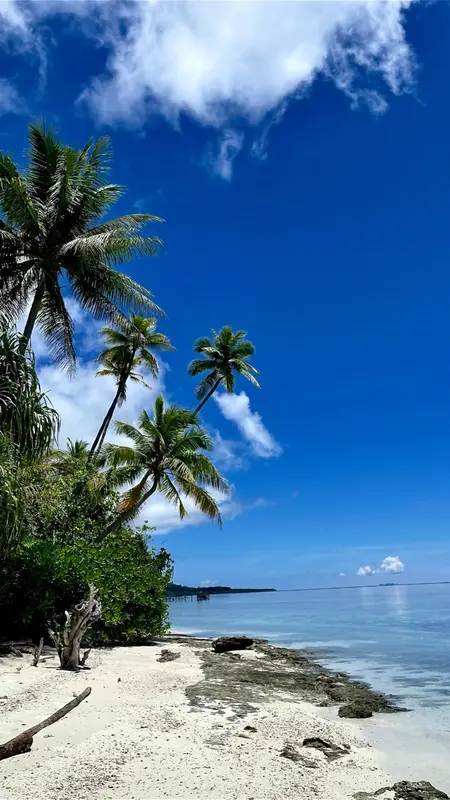 Ciel bleu et palmiers se penchant sur une plage de sable blanc.