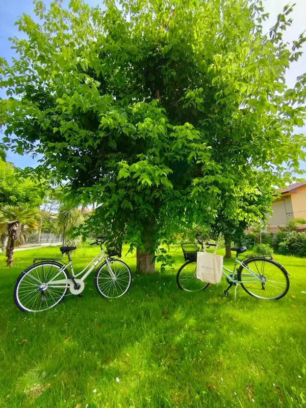 Des vélos sont garés sur une pelouse verdoyante sous un grand arbre feuillu.