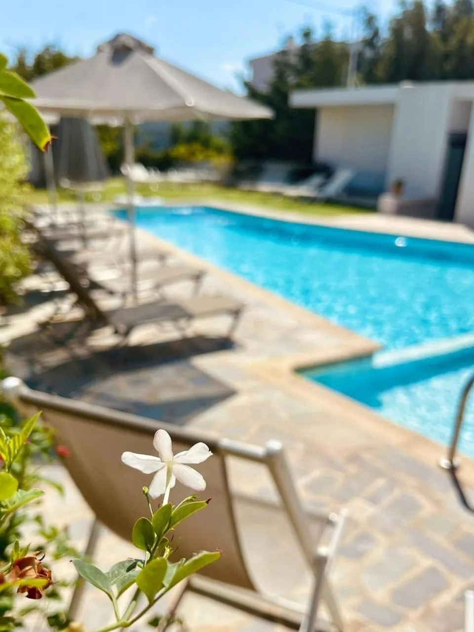 Transats blancs bordent une piscine turquoise sous le soleil.