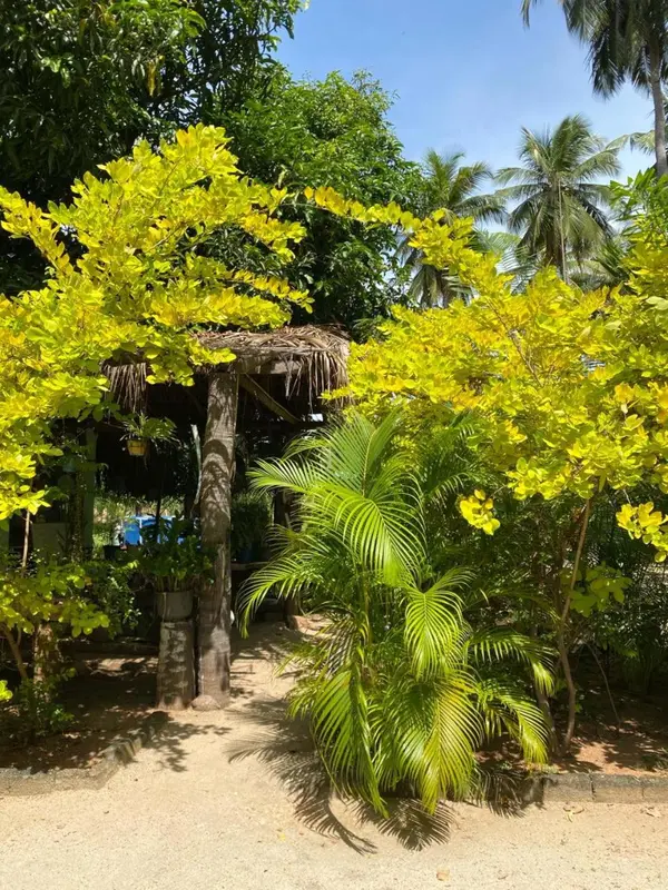 Un chemin sablonneux mène à une structure en bois recouverte de végétation tropicale.