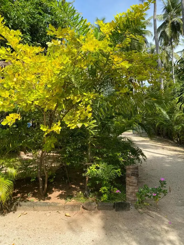 Chemin bordé de végétation luxuriante et de fleurs colorées.
